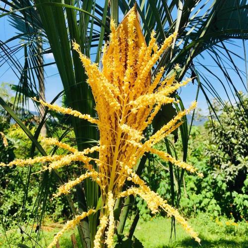 Estrela Guia EcoPousada & EcoTurismoにある庭