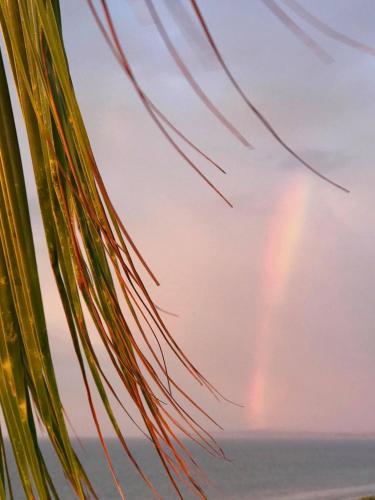 a palm tree with a rainbow in the sky at casaNorte paraíso norteño mirador de Ballenas in Canoas De Punta Sal