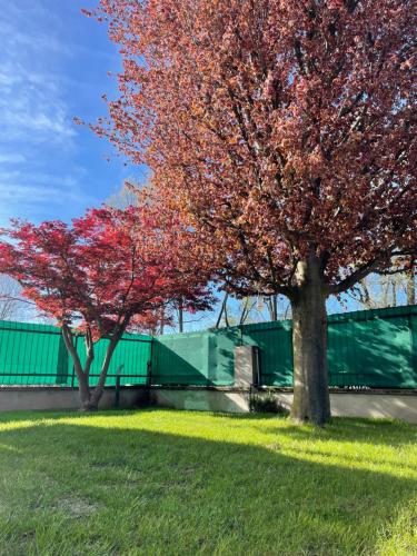 two trees in a field with a green fence at IL Sole in Caselle Torinese