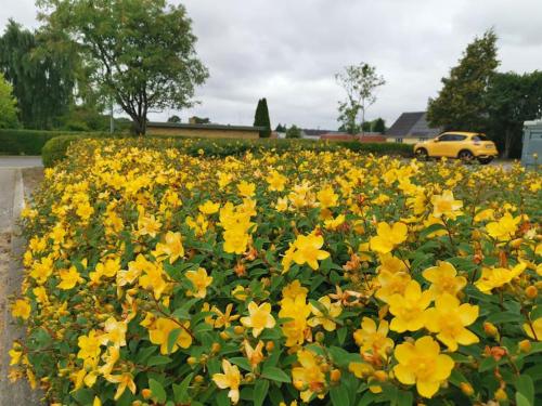 a field of yellow flowers in a parking lot at Comfortable 3- bedroom villa with free parking in Roslev