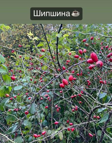 a tree with lots of red berries on it at соколів камінь in Novoselitsa