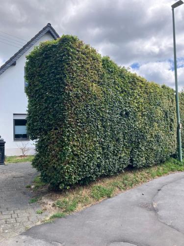 Zahrada ubytování Ferienwohnung zum Belgenbachtal