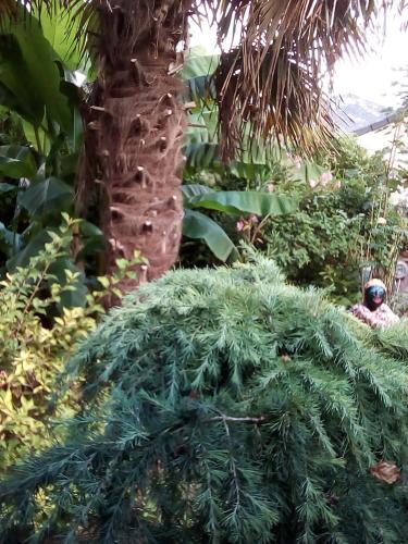 a green plant in front of a palm tree at Le Logis d'Elisa in Cosne Cours sur Loire