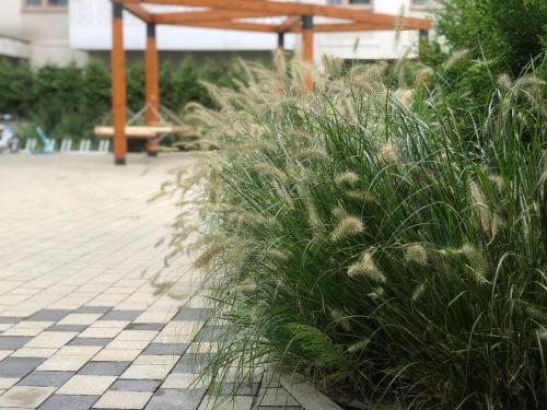 a row of tall grass next to a bench at Apartament Patio Vita -garaż podziemny, taras,wejście klamka kod,centrum in Kielce