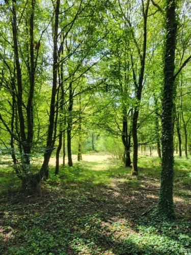 Paesaggio naturale nelle vicinanze dello chalet