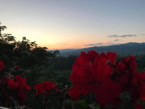 a red flower with the sunset in the background at Pensiunea Agroturistica Diana in Măgura