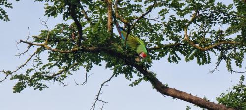 a parrot perched on a tree branch at The parrot hotel, live in a rescue animal park in Næstved