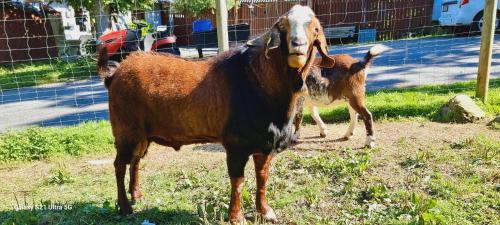 two goats standing next to each other in a field at The parrot hotel, live in a rescue animal park in Næstved