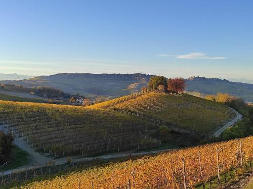 a view of a vineyard in the hills at Agriturismo Bianconiglio in Monforte dʼAlba