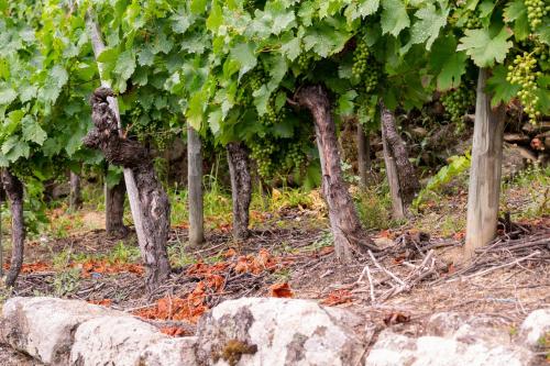 a row of trees and rocks in a vineyard at Ecolagar O Barqueiro in Pantón