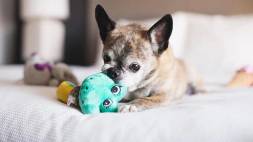 a dog laying on a bed playing with a toy at Hyatt Place Austin Arboretum in Austin