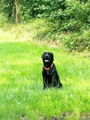 a black dog sitting in a field of grass at Ediths Haus in Rhauderfehn