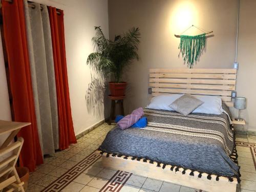 1 dormitorio con 1 cama y una maceta en Hostal Casa Gaia, en San Cristóbal de Las Casas