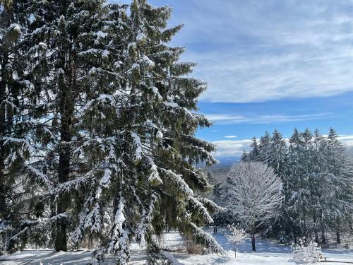 a snow covered pine tree in the snow at Relaxing Catskill Escape- Mountain Views - Hot Tub - Fire Pit - Heated Pool in Catskill
