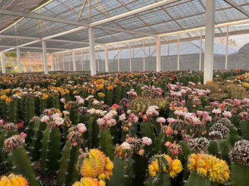 a large greenhouse filled with lots of flowers at โฮมสเตย์ แม่ปราณี 