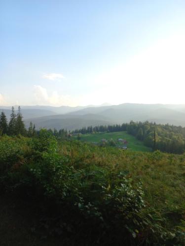 a view of a field of grass and trees at На горі in Vorokhta