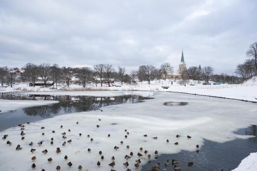a flock of ducks on the water in the snow at Hotell Blå Blom in Gustavsberg