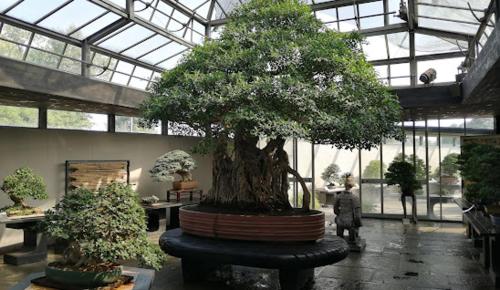 a large bonsai tree in a large room withwindows at Spazioso appartamento Parabiago in Parabiago