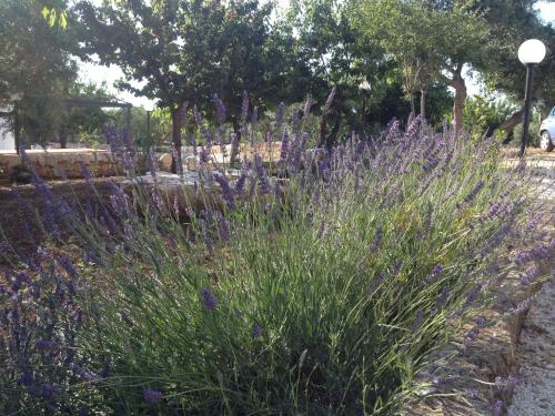 a field of purple flowers in a garden at Aria di Casa Country Resort in Alberobello