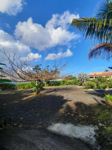 a palm tree on the side of a road at Ferme auberge le Ti'planteur in Saint-Philippe