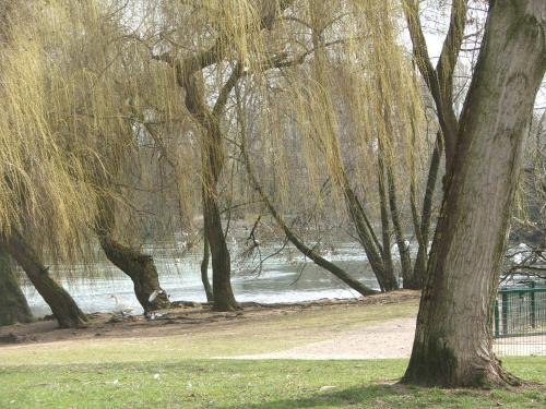 un groupe d'arbres dans un parc à côté d'une masse d'eau dans l'établissement Appartement Mozart, à Strasbourg