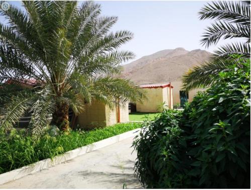 a house with a palm tree next to a building at مزرعة نحل العسل in Khaḑrāʼ Bin Daffā‘