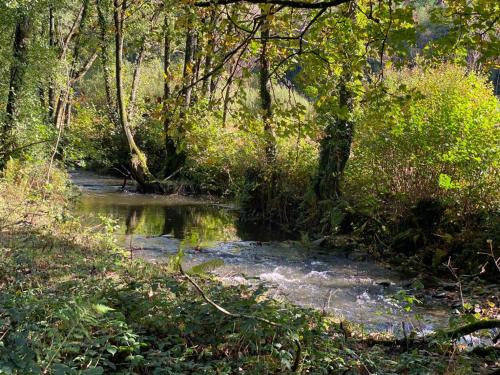 a small pond in a wooded area with trees at Bedport Loft in Burrington
