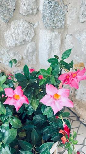 a bunch of pink flowers in front of a stone wall at B&B Casale Pietrantica Tropea in Ciaramiti
