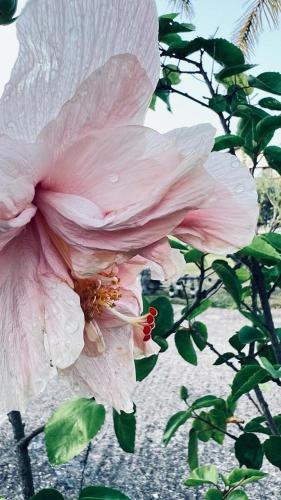 a pink flower is on a bush with leaves at B&B Casale Pietrantica Tropea in Ciaramiti
