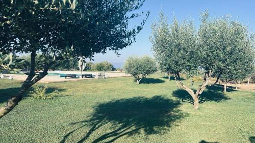 a field of grass with trees and a swimming pool at B&B Casale Pietrantica Tropea in Ciaramiti