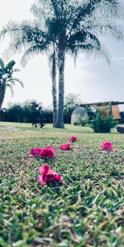 a group of pink roses on the grass in a park at B&B Casale Pietrantica Tropea in Ciaramiti