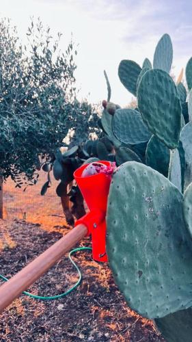 a green cactus with a red hose in front of it at B&B Casale Pietrantica Tropea in Ciaramiti