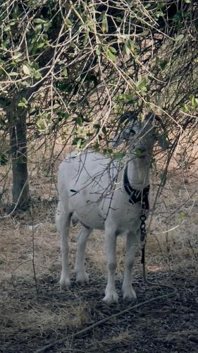 a statue of a sheep standing under a tree at B&B Casale Pietrantica Tropea in Ciaramiti