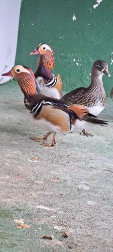 a group of three birds standing on the ground at POUSADA ARKAN BEACH in Saquarema