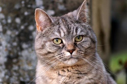 a gray cat with yellow eyes looking at the camera at Bed and Breakfast Wildrose in Bern