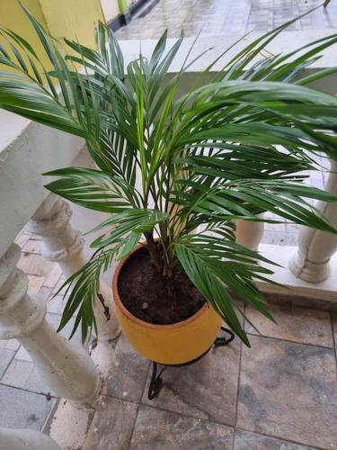 a plant in a yellow pot sitting on a floor at Natako Apartments in Apenkwa