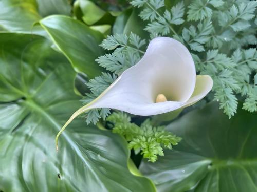 a white flower on a green plant at Casa do Alto (top floor apartment) in Adaúfe