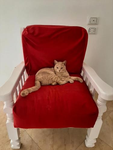 a cat laying on a red chair at Alam B&B in Marsa Alam City