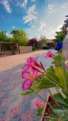 Al Bayan Inn في نزوى‎: النباتات بالورود الزهرية تقف على الرصيف