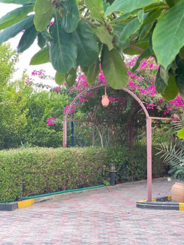 an arbor with pink flowers in a garden at Al Bayan Inn in Nizwa