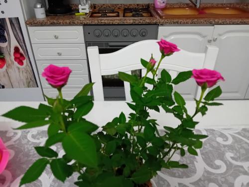 eine Küche mit rosa Rosen vor dem Herd in der Unterkunft Casa Passamonte in Palermo