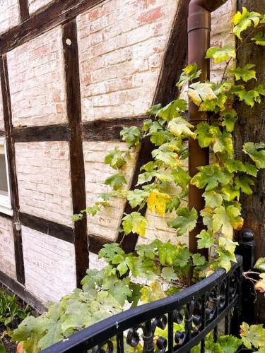 a bunch of plants growing on a brick wall at OderPoint#Sauna#Jacuzzi in Gozdowice