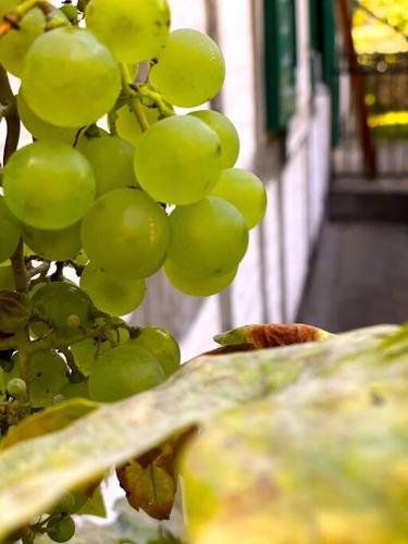 a bunch of green grapes hanging from a tree at OderPoint#Sauna#Jacuzzi in Gozdowice