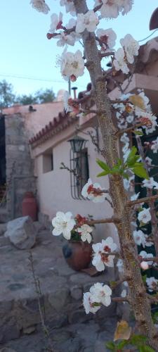 Сад в Los Arcabuceros Casa Hotel Boutique
