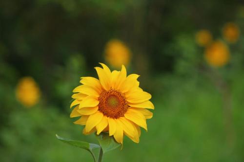a yellow sunflower in a field of yellow flowers at Atma Anna in Piedade