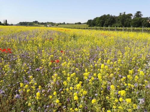 a field of colorful flowers in a field at CasaBencio in Lazise