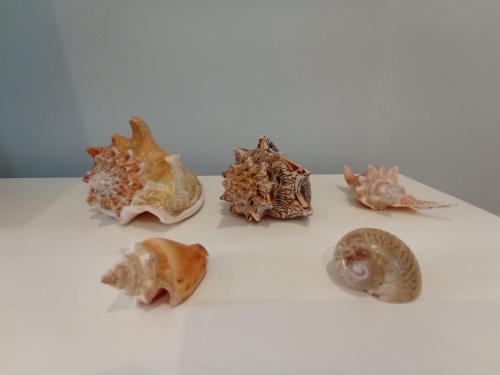 a group of seashells on a white table at Ap Brisa do Mar Praia da Costa in Vila Velha