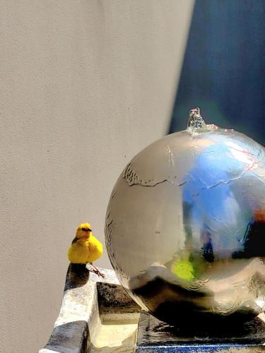 a small yellow bird standing next to a glass ball at 3B Barranco by Katari Hoteles in Lima