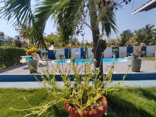 a palm tree in a pot next to a pool at Hospedagens Icapui Mare Blu in Icapuí