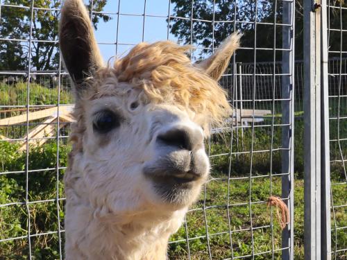 a llama with hair on its head in front of a fence at The Old Piggery in Keighley